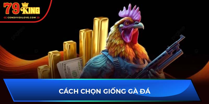 Cách chọn giống gà đá