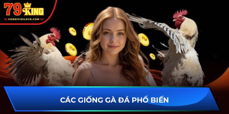 Các giống gà đá phổ biến