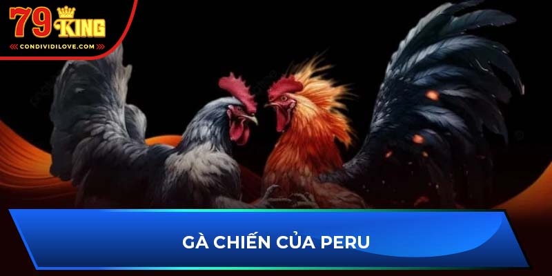 Gà chiến của Peru